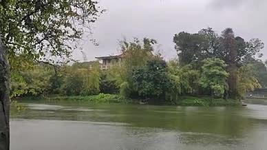 雨天下雨公园拍摄实拍湖水视频的预览图